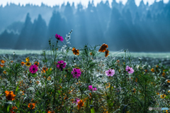 Autumn morning light 2
