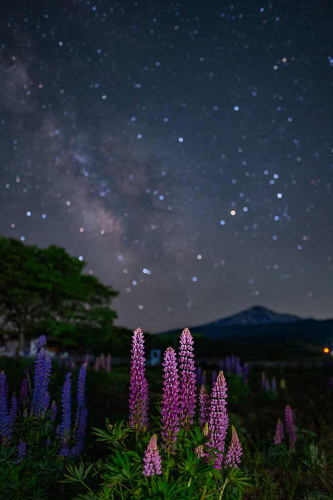 Lupine