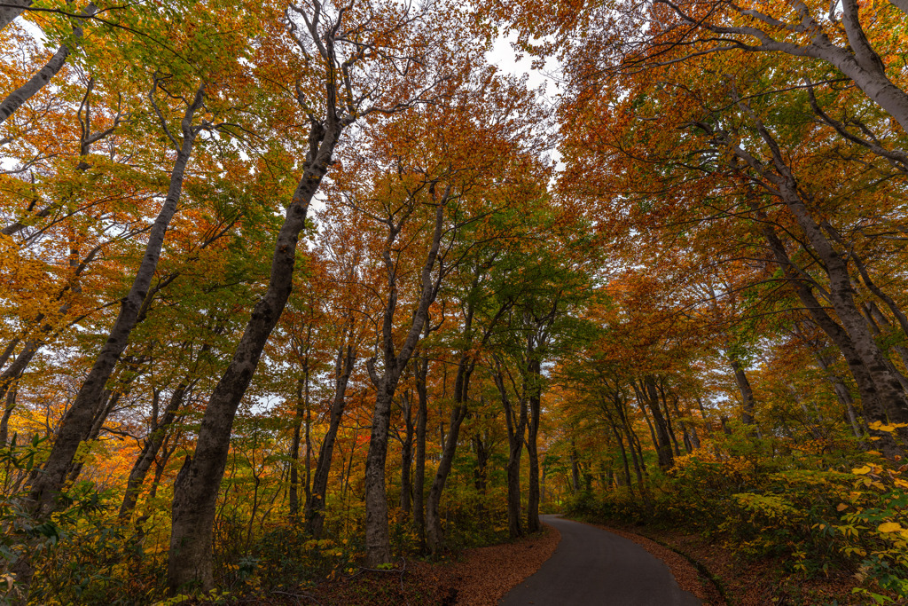 Forest road