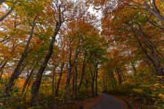 Forest road