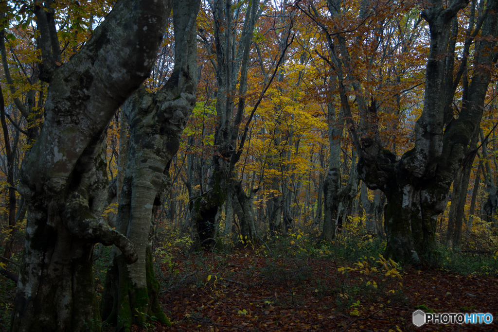 Autumn forest