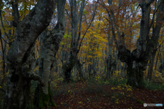 Autumn forest