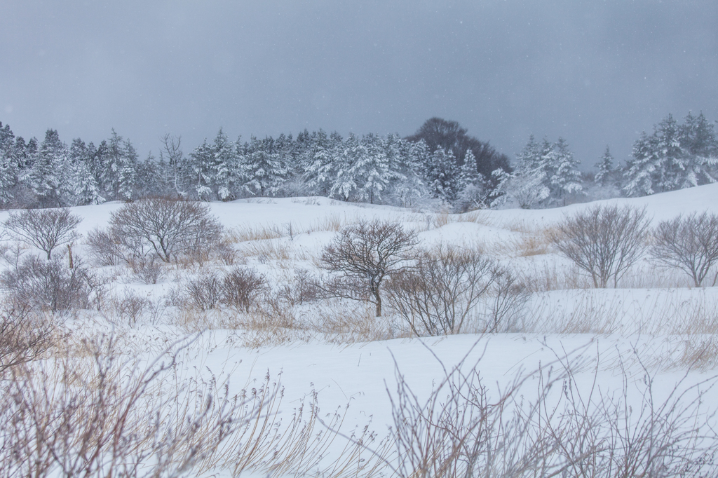 雪降る丘