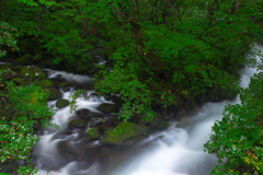 Rain forest