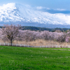 Ranch and cherry blossoms 2