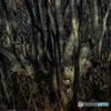 Crowd / Deep forest Cyoukai