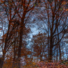 Mirror of the forest