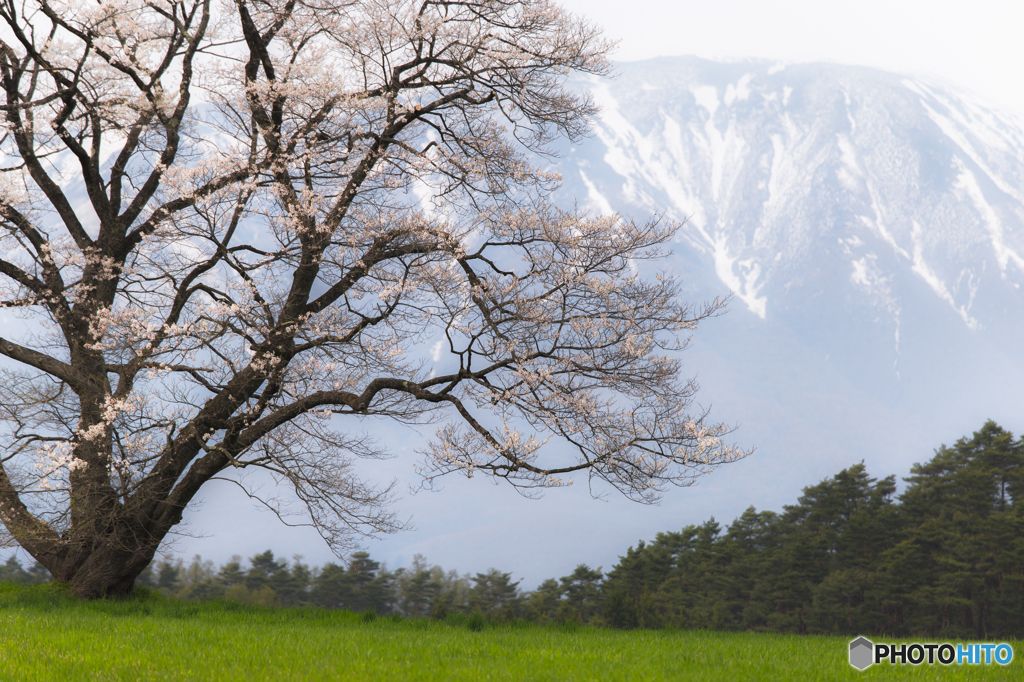 One cherry tree ２