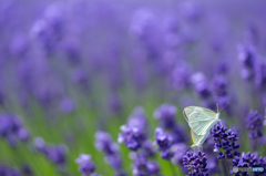 Lavender Love