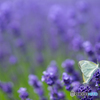 Lavender Love