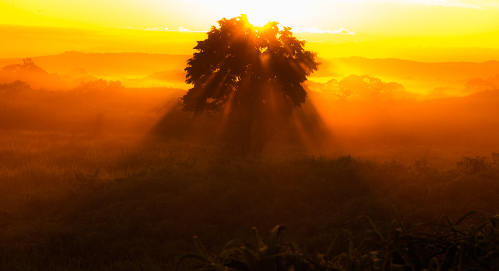 Tree shadow