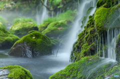 Moss