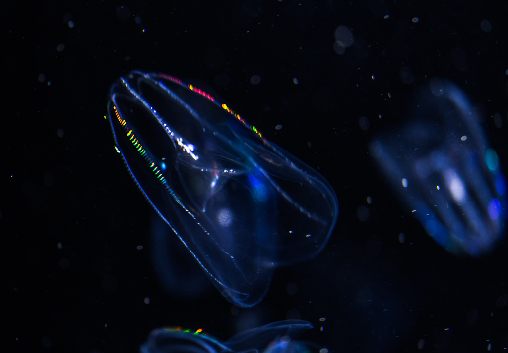 Jellyfish