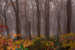 Misty forest