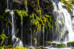 Shine Moss