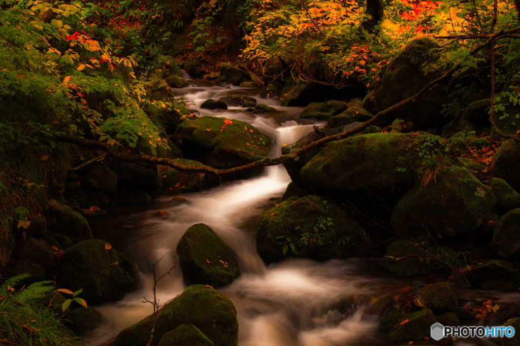 Forest stream