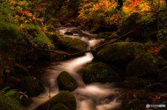 Forest stream