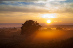 Summer morning ~ Toushi