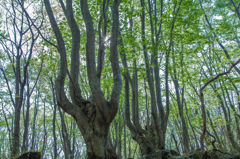 Fresh green  Beech forest