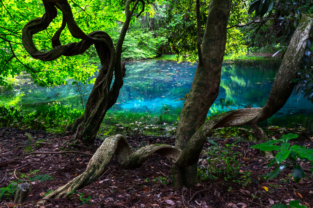 Forest fountain