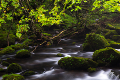 Forest flow 〜 Mototaki