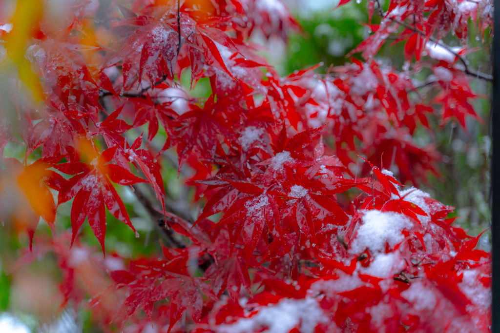 Snow maple