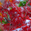 Snow maple