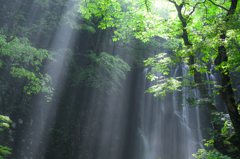 Shower of the light