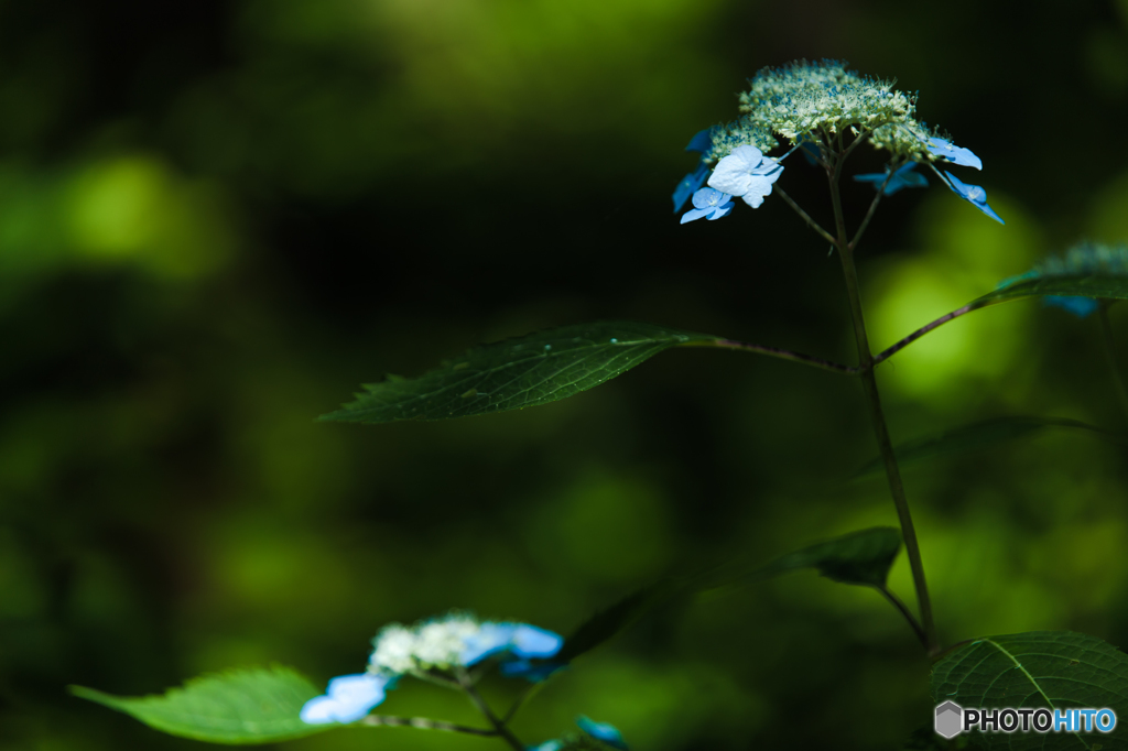 Green forest