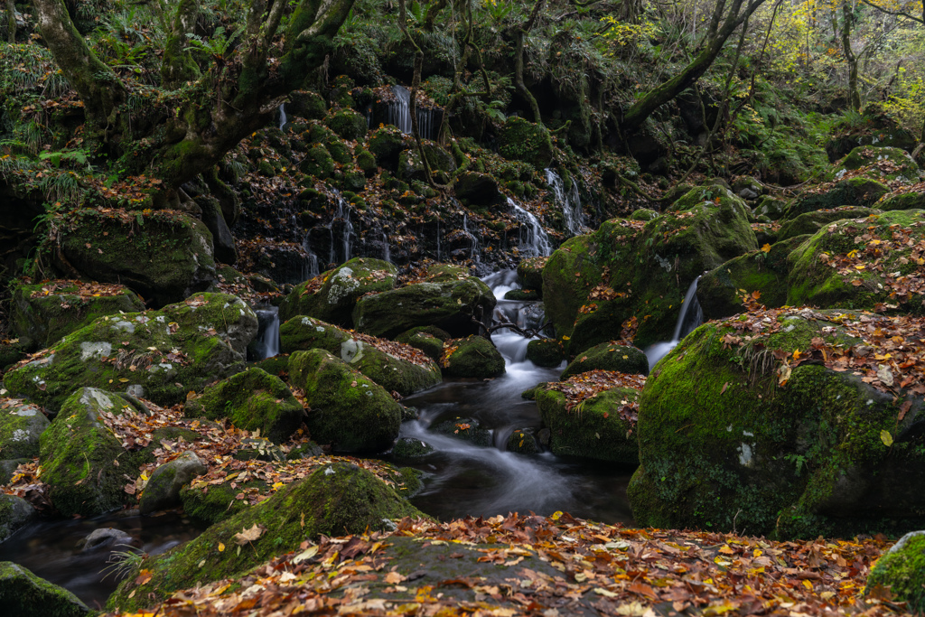 Dead leaves