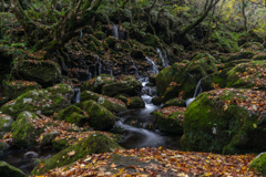 Dead leaves