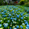 Hydrangea Temple