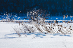 輝く雪原