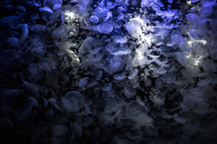 Jellyfish water tank