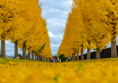 Ginkgo trees