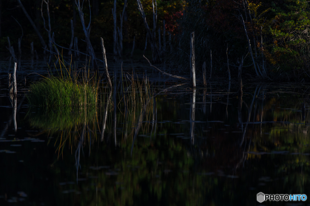 Dead tree