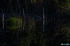 Dead tree