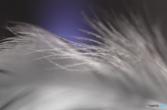 Feather
