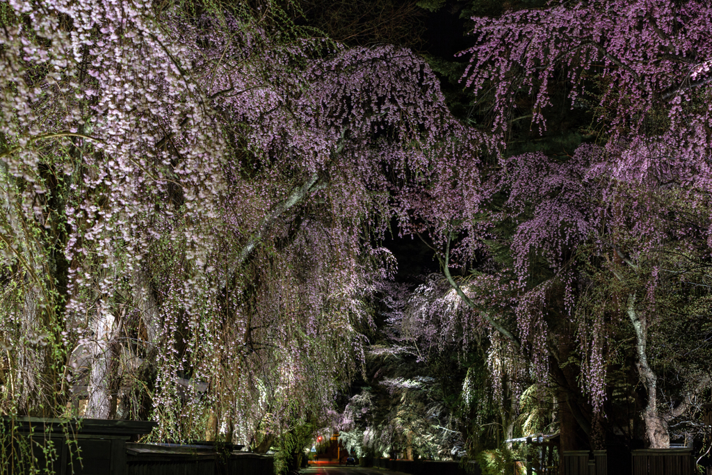 Cherry at night