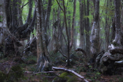 Beech forest