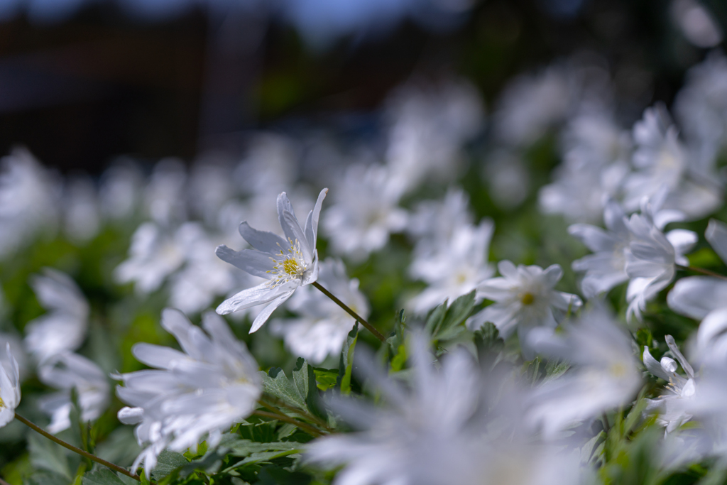 spring sunshine