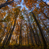 beech forest