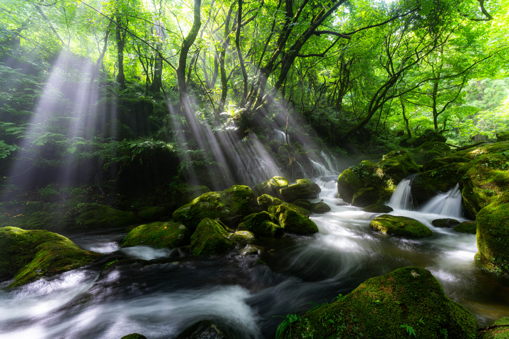 Light and stream