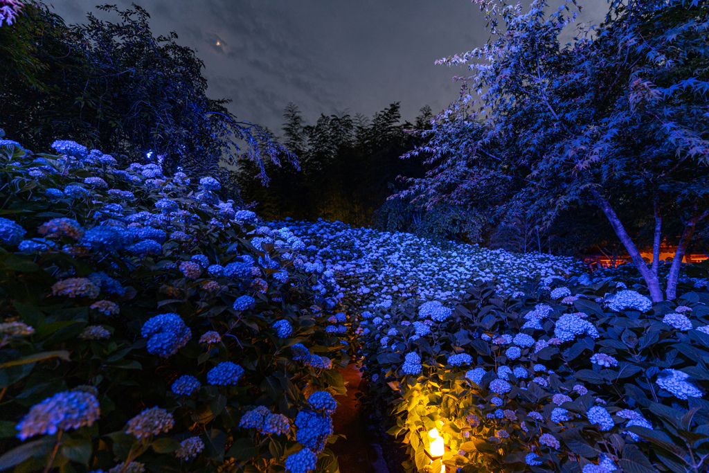 Hydrangea Temple