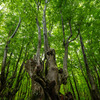 Rain forest