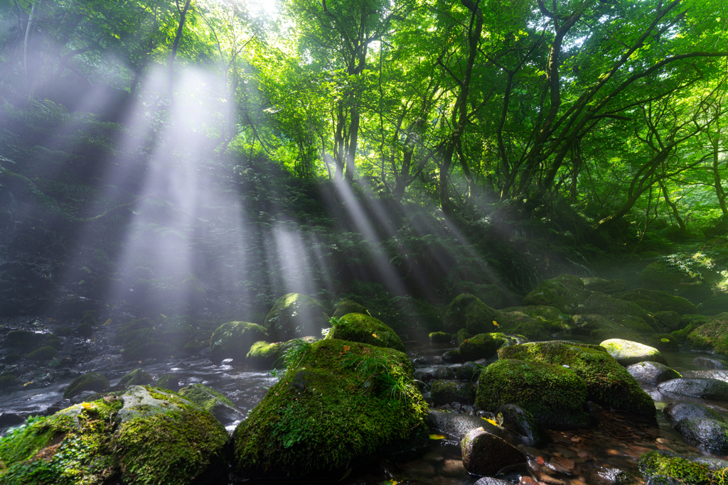 Summer morning
