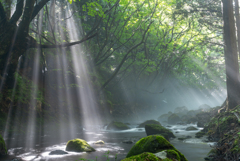 Forest Light