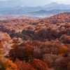 beech forest