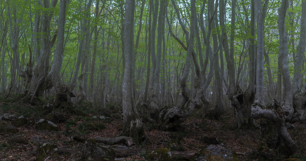 Beech forest