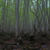 Beech forest